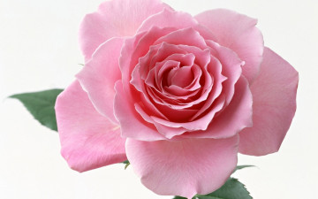 Картинка цветы розы