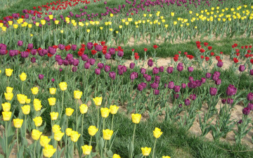 Картинка цветы тюльпаны