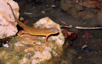 Картинка животные Ящерицы игуаны вараны