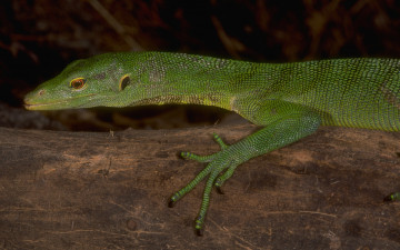 Картинка животные Ящерицы игуаны вараны