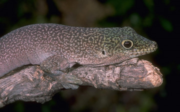 Картинка животные Ящерицы игуаны вараны