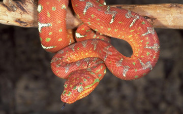 Картинка животные змеи питоны кобры