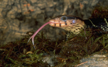 Картинка животные змеи питоны кобры