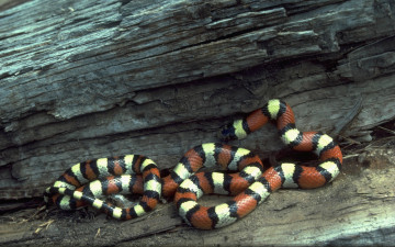 Картинка животные змеи питоны кобры