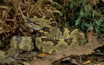 Картинка животные змеи питоны кобры