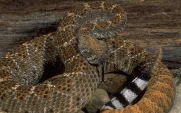 Картинка животные змеи питоны кобры