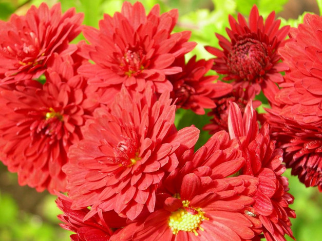 Обои картинки фото цветы, хризантемы