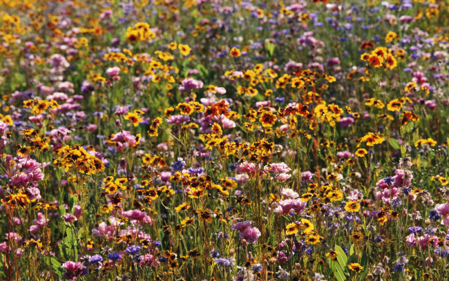 Обои картинки фото цветы, луговые, полевые