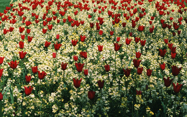 Обои картинки фото цветы, разные, вместе