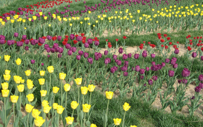 Обои картинки фото цветы, тюльпаны