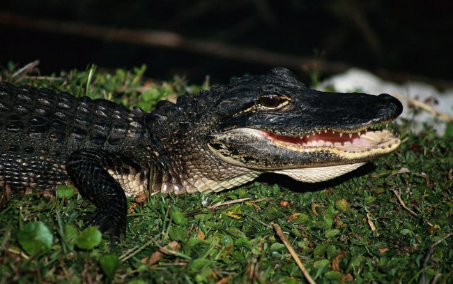 Обои картинки фото животные, крокодилы