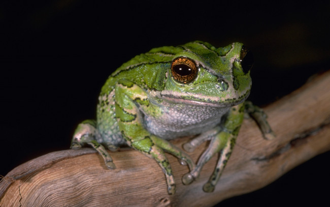 Обои картинки фото животные, лягушки