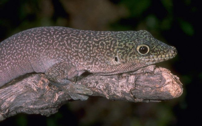 Обои картинки фото животные, Ящерицы, игуаны, вараны