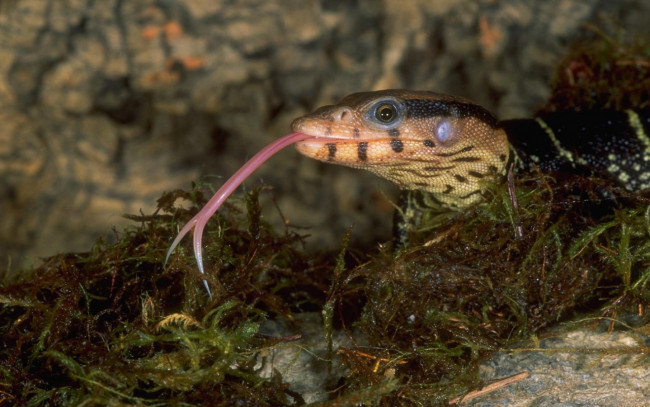 Обои картинки фото животные, змеи, питоны, кобры