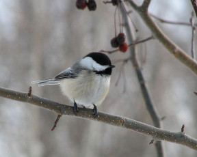 Картинка животные синицы лазоревки