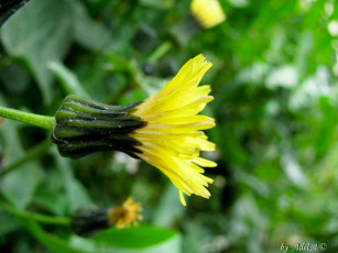 Картинка цветы одуванчики