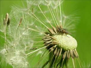 Картинка цветы одуванчики