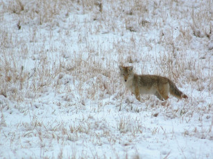 Картинка животные лисы