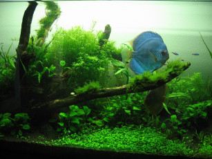 Картинка животные рыбы