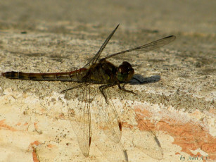 Картинка животные стрекозы