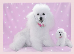 Картинка животные собаки