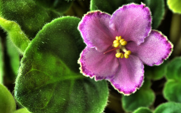 Картинка цветы фиалки