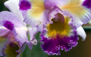 Картинка цветы орхидеи