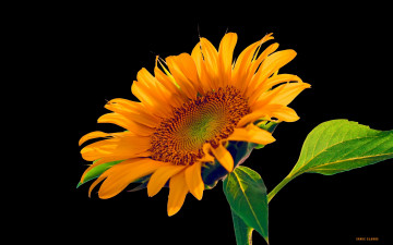 Картинка цветы подсолнухи
