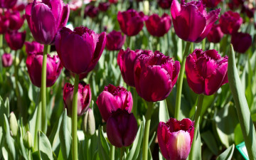 Картинка цветы тюльпаны