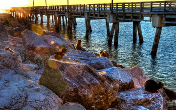 Картинка животные коты