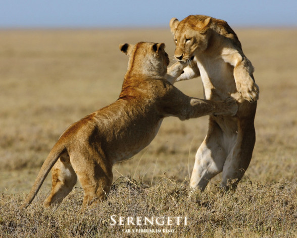 Обои картинки фото serengeti, кино, фильмы