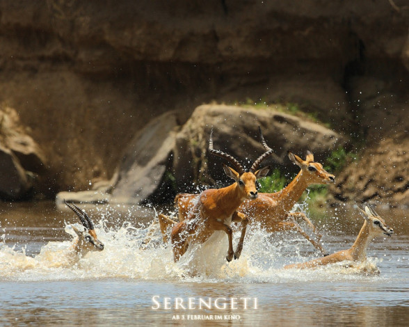 Обои картинки фото serengeti, кино, фильмы