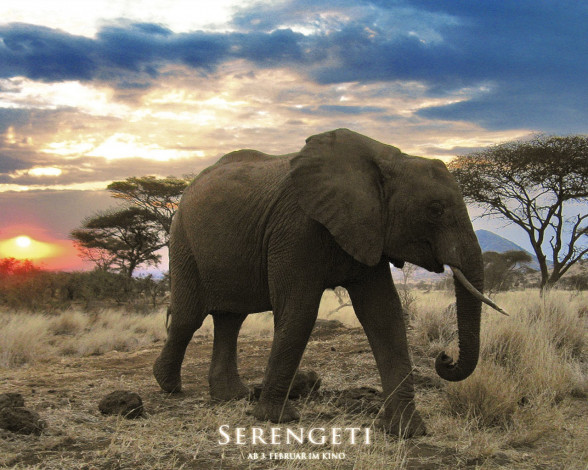 Обои картинки фото serengeti, кино, фильмы