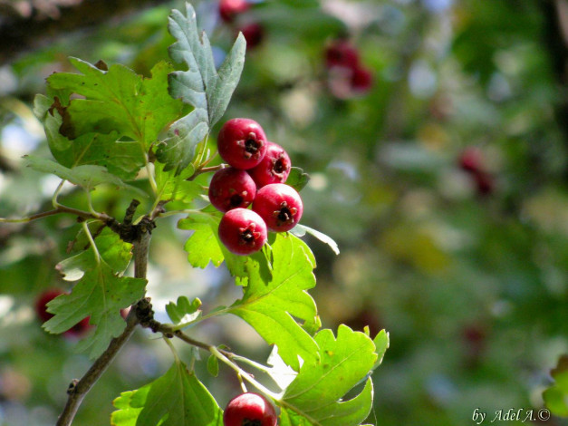 Обои картинки фото 