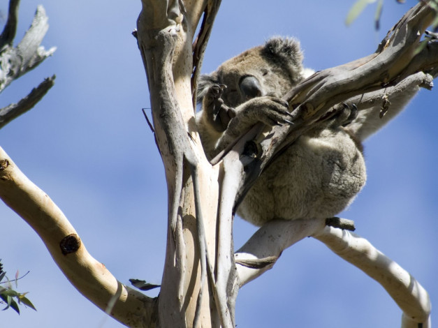 Обои картинки фото животные, коалы
