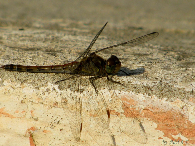 Обои картинки фото животные, стрекозы