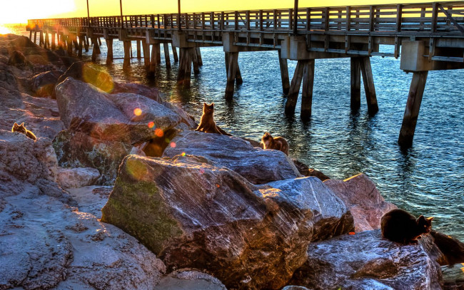 Обои картинки фото животные, коты