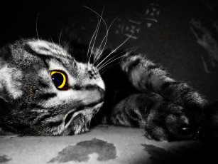 Картинка животные коты кошка кот