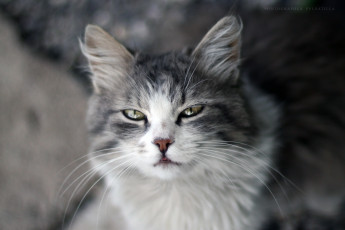 Картинка животные коты кошка кот