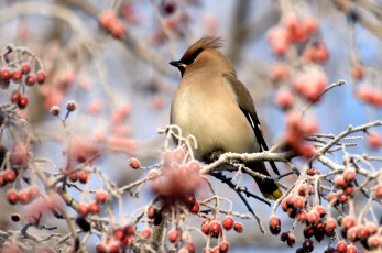 Картинка животные свиристели ветки ягоды хохолок