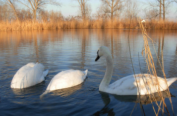 Картинка животные лебеди вода лебедь озеро