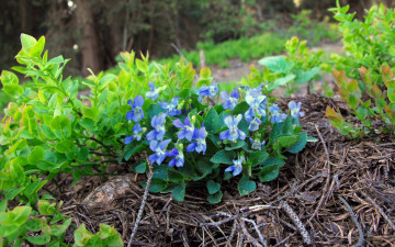 Картинка цветы фиалки лес весна