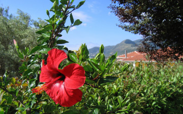 Картинка цветы гибискусы красный