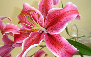 Картинка цветы лилии лилейники розовая крапинки