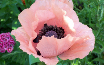 Картинка цветы маки капельки розовый