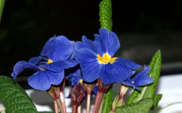 Картинка цветы примулы синие макро