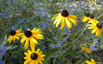 Картинка цветы рудбекия желтые