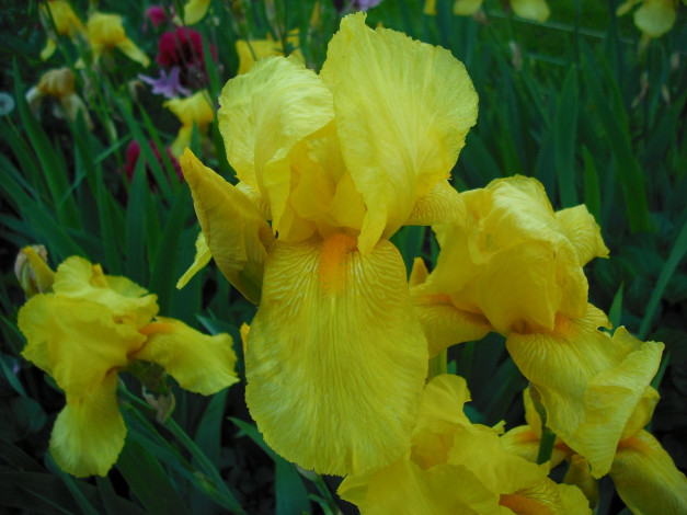 Обои картинки фото цветы, ирисы, желтые