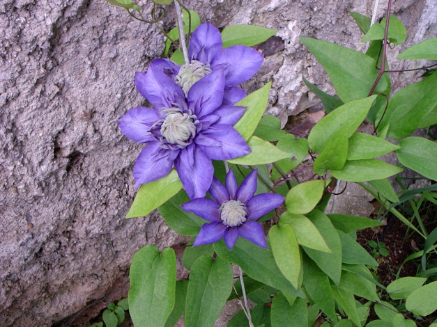 Обои картинки фото цветы, клематис, ломонос, лиловый