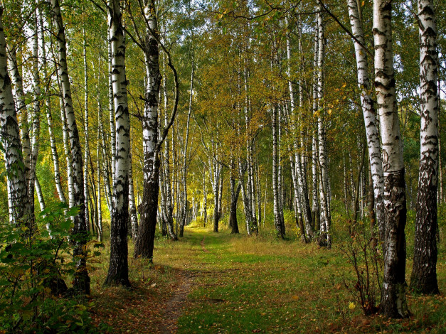 Обои картинки фото природа, лес, деревья, берёзы, роща